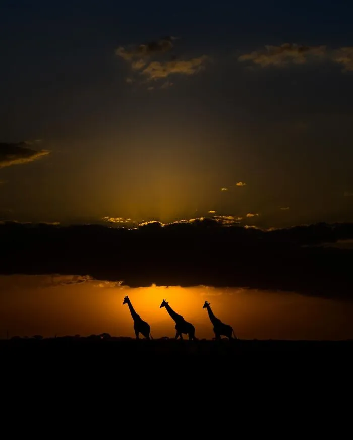 This Photographer Captured 30 Breathtaking Animal Silhouettes At Golden Hour