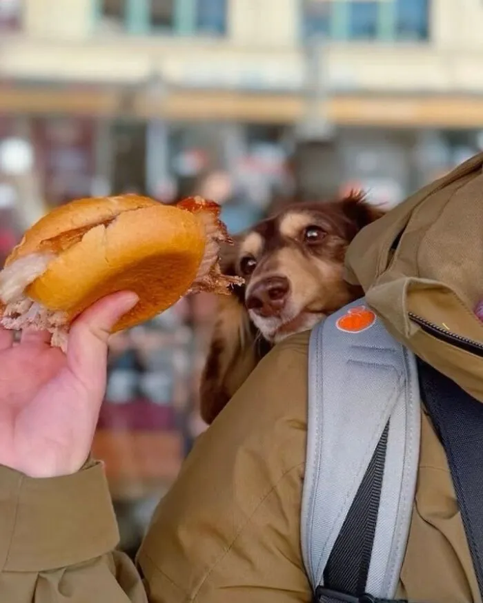 44 Wholesome Photos Of Pups Being Carried Through Cities In Backpacks