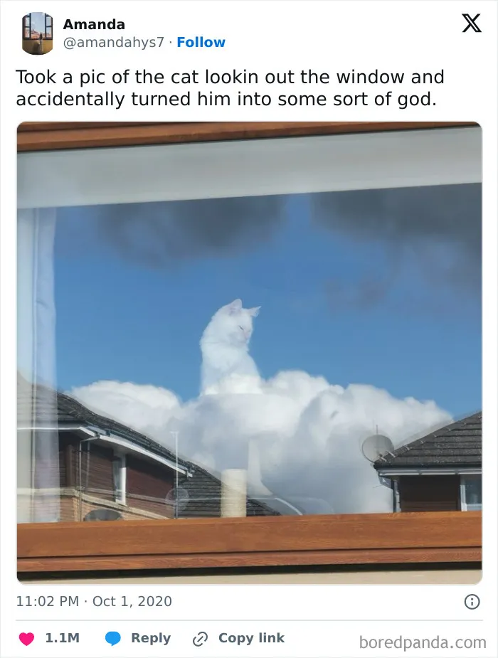 50 Times Cats Were "Weird Little Guys" And Got Featured On This Popular IG Account (New Pics)