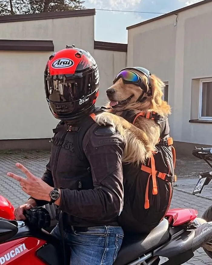 44 Wholesome Photos Of Pups Being Carried Through Cities In Backpacks