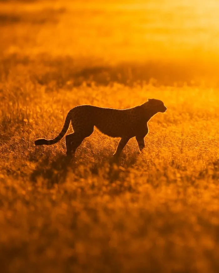 This Photographer Captured 30 Breathtaking Animal Silhouettes At Golden Hour