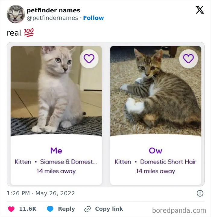 50 Times Pet Names Were So Good They Deserved An Award