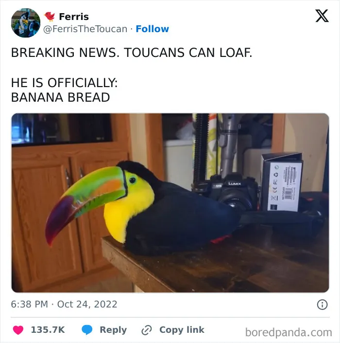 Toucan loafing on a table, featured in funny and wholesome posts with animals to cleanse your feed.
