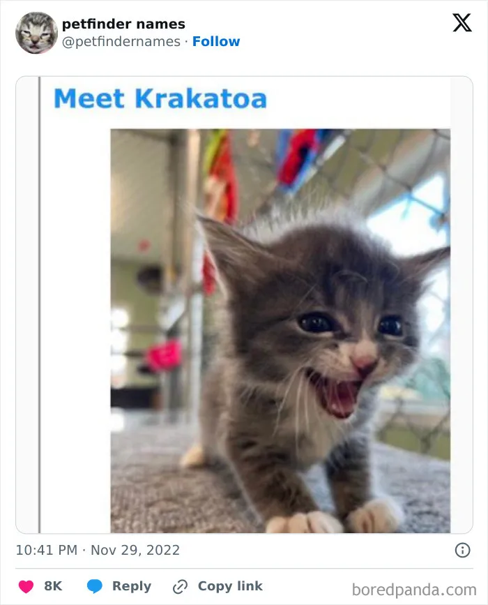 50 Times Pet Names Were So Good They Deserved An Award
