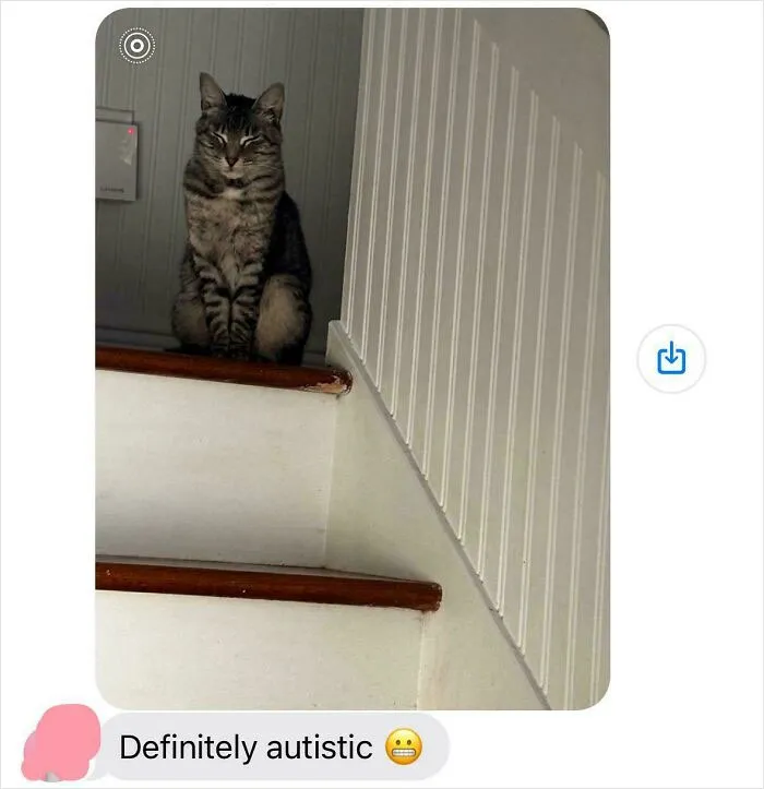 Funny text message featuring a cat sitting on stairs, shared among hilarious texts people still think about.
