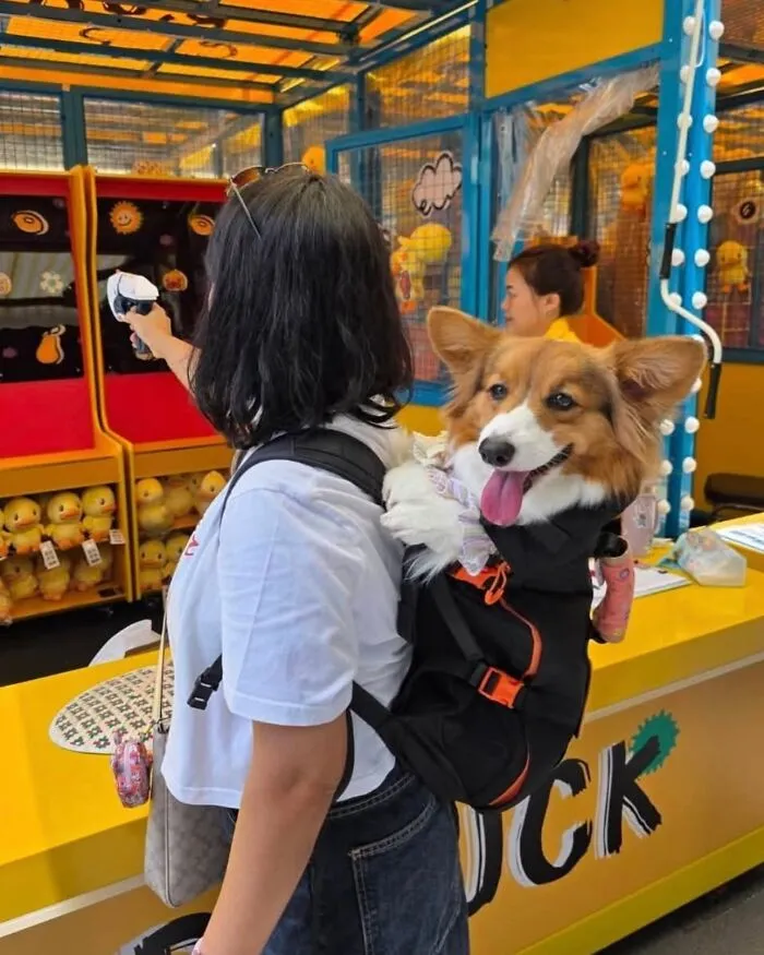 44 Wholesome Photos Of Pups Being Carried Through Cities In Backpacks