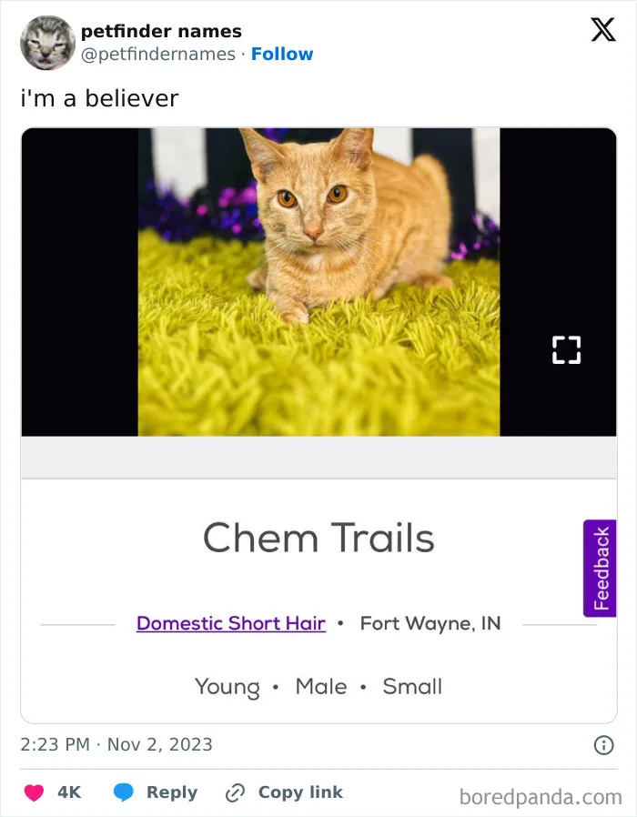 50 Times Pet Names Were So Good They Deserved An Award