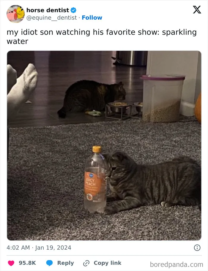 120 Wholesome And Funny Animal Memes To Help You Ignore The Chaos Happening In The World Right Now