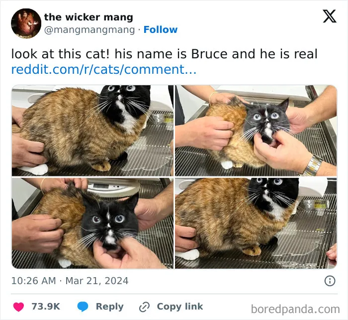 Tortoiseshell cat with a black and white face being gently held, showcasing weird little guy expressions and quirky behavior.