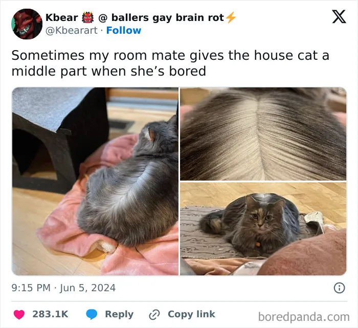 A cat with a distinct middle part in its fur, showcasing one of the weird little cat moments in new pics.