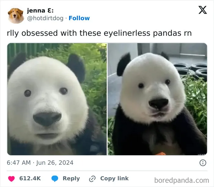 Two pandas without typical eye markings, shown in funny and wholesome animal posts to cleanse your feed.