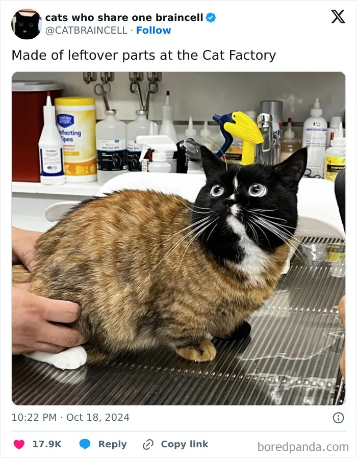 69 Funny Memes For Your Daily Dose Of Cute Animal Content (New Pics)