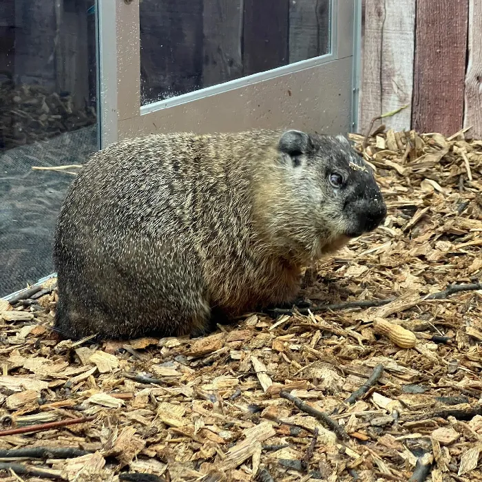 Staten Island Chuck Is Surprisingly Good at Predicting Spring