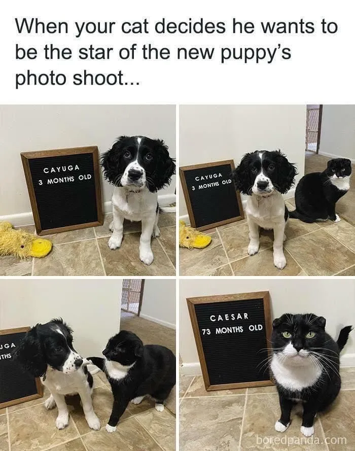 People Are Sharing Their Cute Dog Pics And The Internet Thanks Them For These 78 Snaps