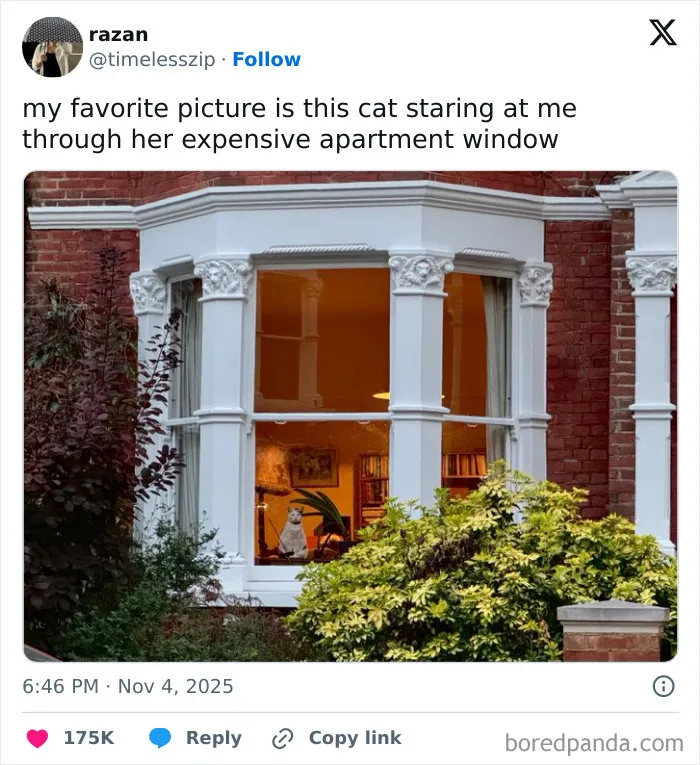 Cat sitting by a window in an expensive apartment, a wholesome animal moment to cleanse your feed.