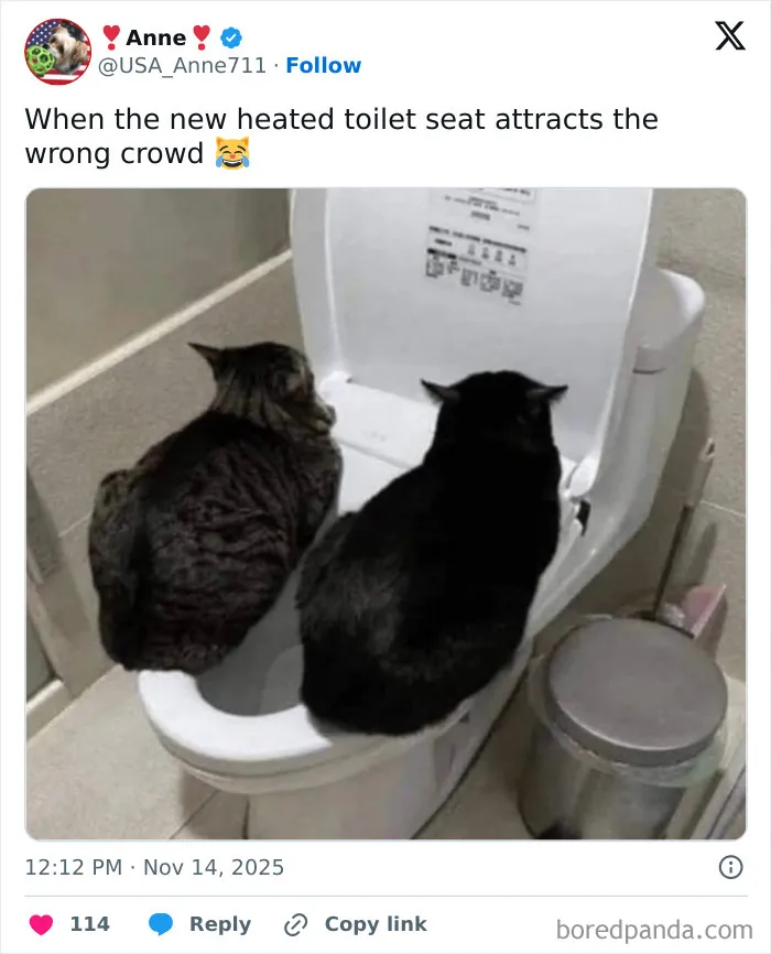 69 Funny Memes For Your Daily Dose Of Cute Animal Content (New Pics)