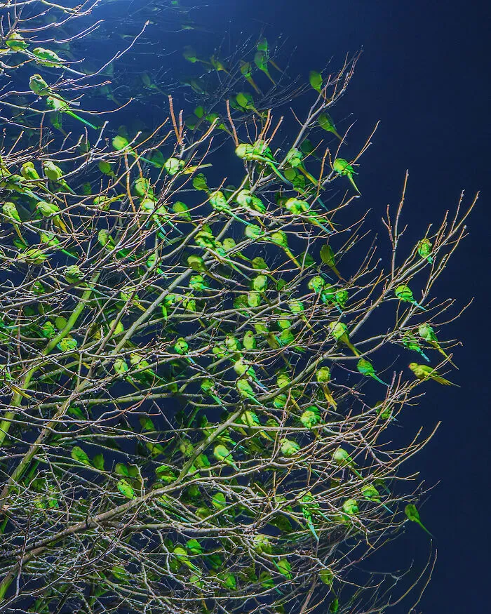 I Thought Winter Had Turned Green In London, Until I Realized It Was A Thousand Parakeets (35 Pics)