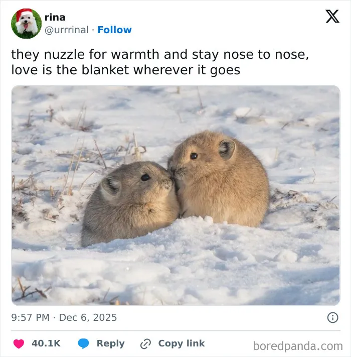 120 Wholesome And Funny Animal Memes To Help You Ignore The Chaos Happening In The World Right Now