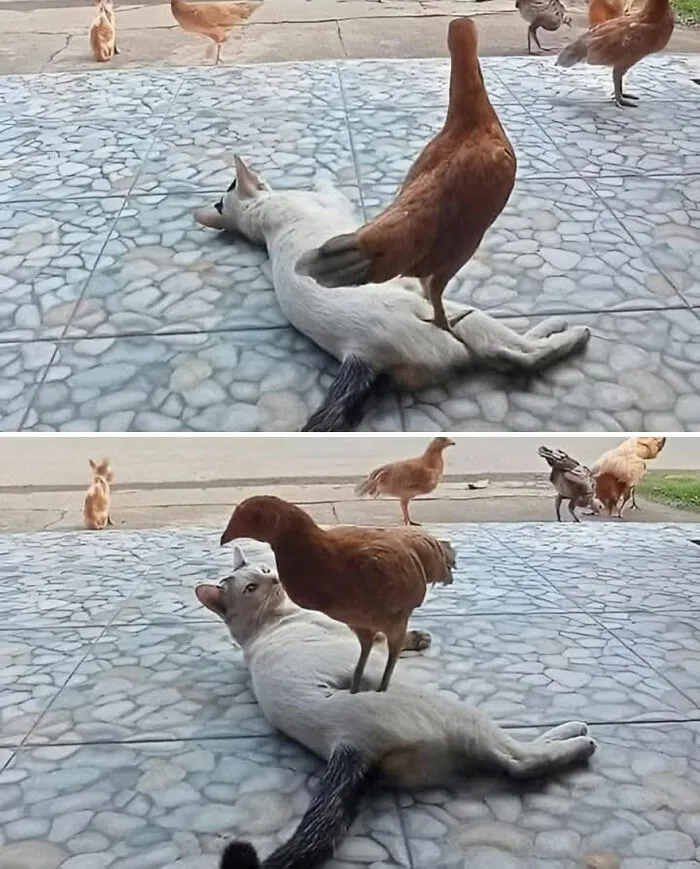 A hilarious moment caught on camera showing a chicken standing on a relaxed cat on a tiled floor outdoors.