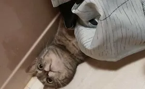 Hey Pandas, Share A Photo Of Your Pet Doing Something They Shouldn’t Be Doing (Closed)