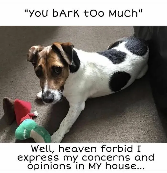 Funny meme with a dog responding to being told it barks too much, brightening dark and cold winter days.