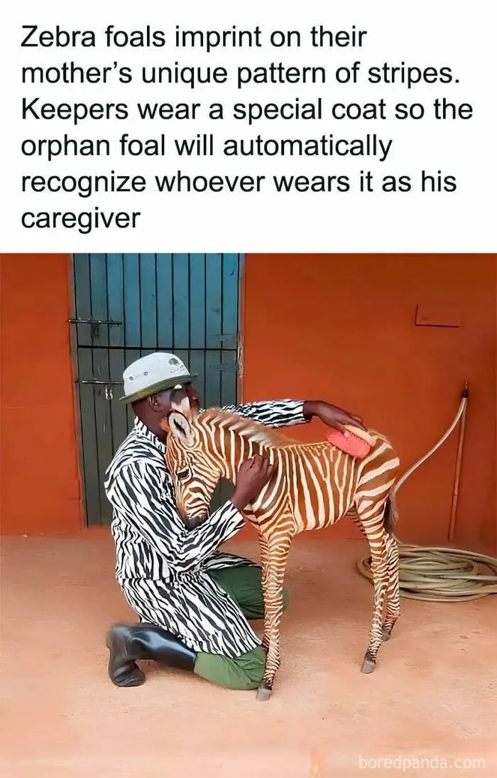 69 Funny Memes For Your Daily Dose Of Cute Animal Content (New Pics)