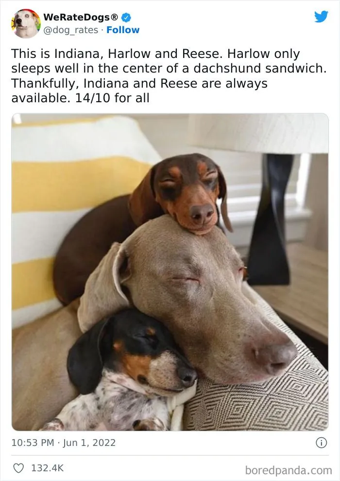 People Are Sharing Their Cute Dog Pics And The Internet Thanks Them For These 78 Snaps