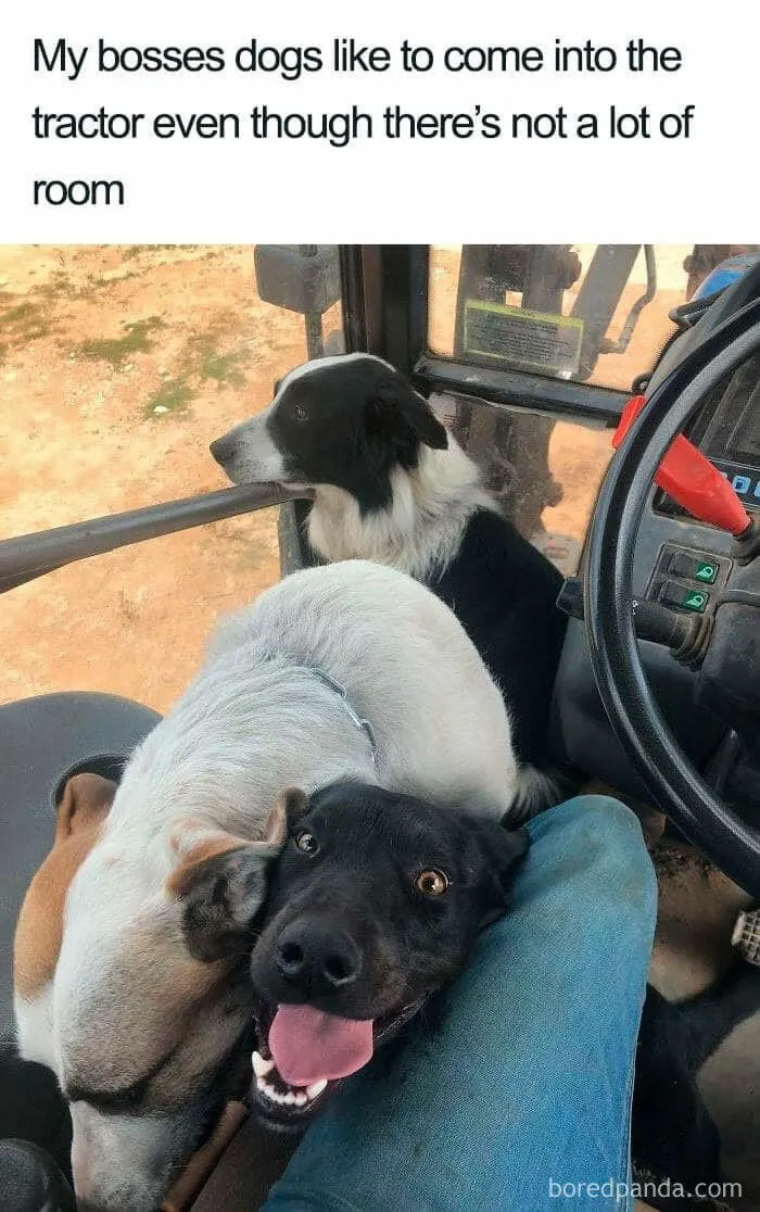 People Are Sharing Their Cute Dog Pics And The Internet Thanks Them For These 78 Snaps