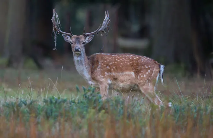 34 Creepy Things Folks Have Found In Forests