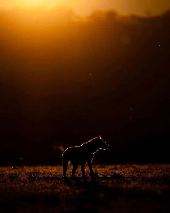 This Photographer Captured 30 Breathtaking Animal Silhouettes At Golden Hour