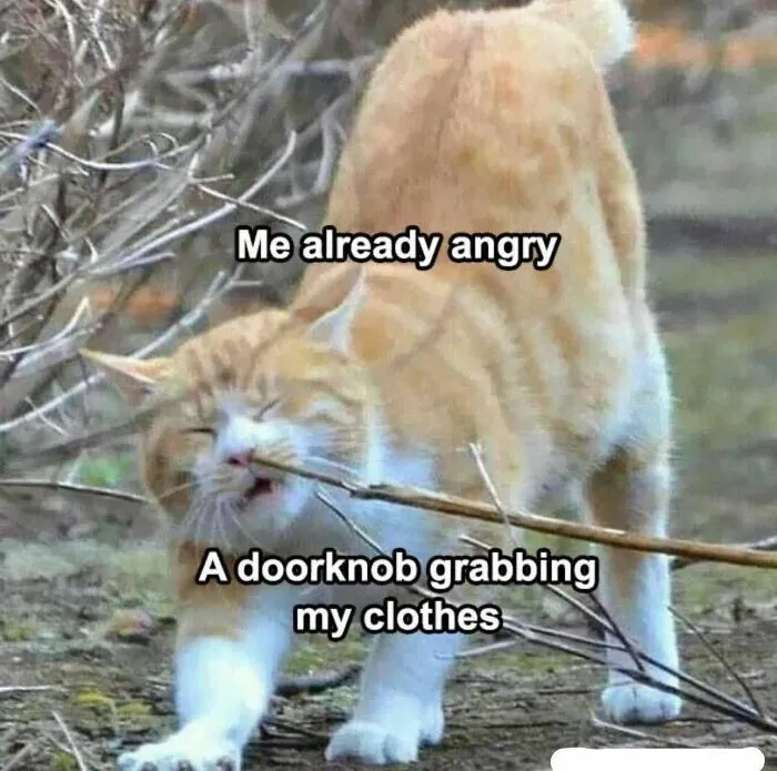 69 Funny Memes For Your Daily Dose Of Cute Animal Content (New Pics)
