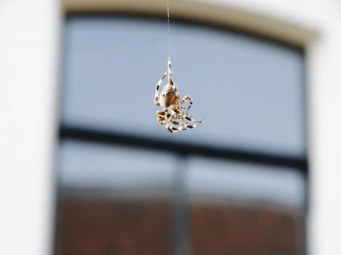 Close-up of a spider hanging from a web outside a neighbor’s window, showcasing bizarre things seen through windows.