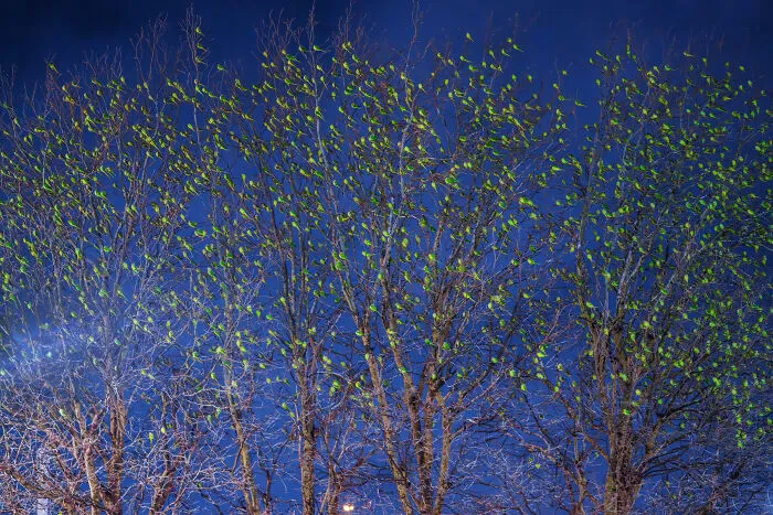 I Thought Winter Had Turned Green In London, Until I Realized It Was A Thousand Parakeets (35 Pics)