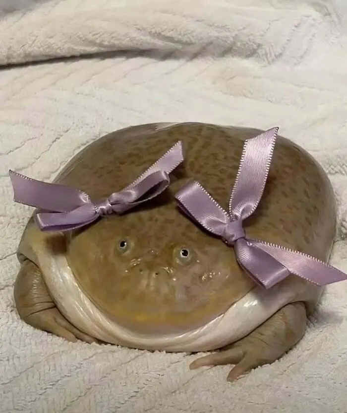 Hilarious animal moment showing a frog with two pink bows on its head, lying on a soft white surface.