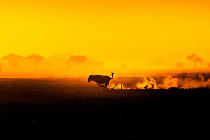 This Photographer Captured 30 Breathtaking Animal Silhouettes At Golden Hour