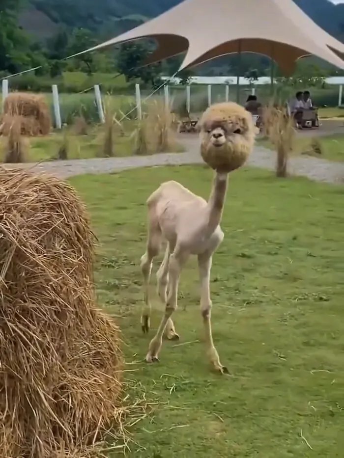 Una alpaca, luego de que le afeitaran la lana