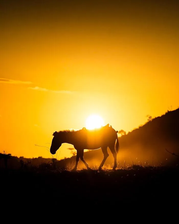 This Photographer Captured 30 Breathtaking Animal Silhouettes At Golden Hour