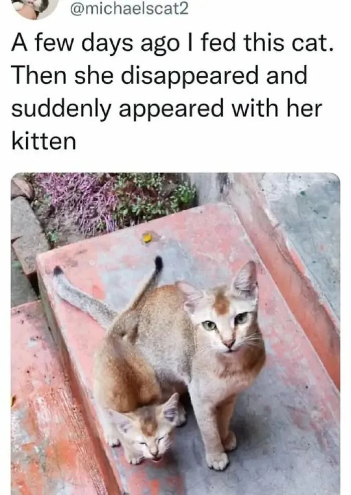 84 Pics That Prove Cats Are Little Jerks You Just Can’t Be Mad At