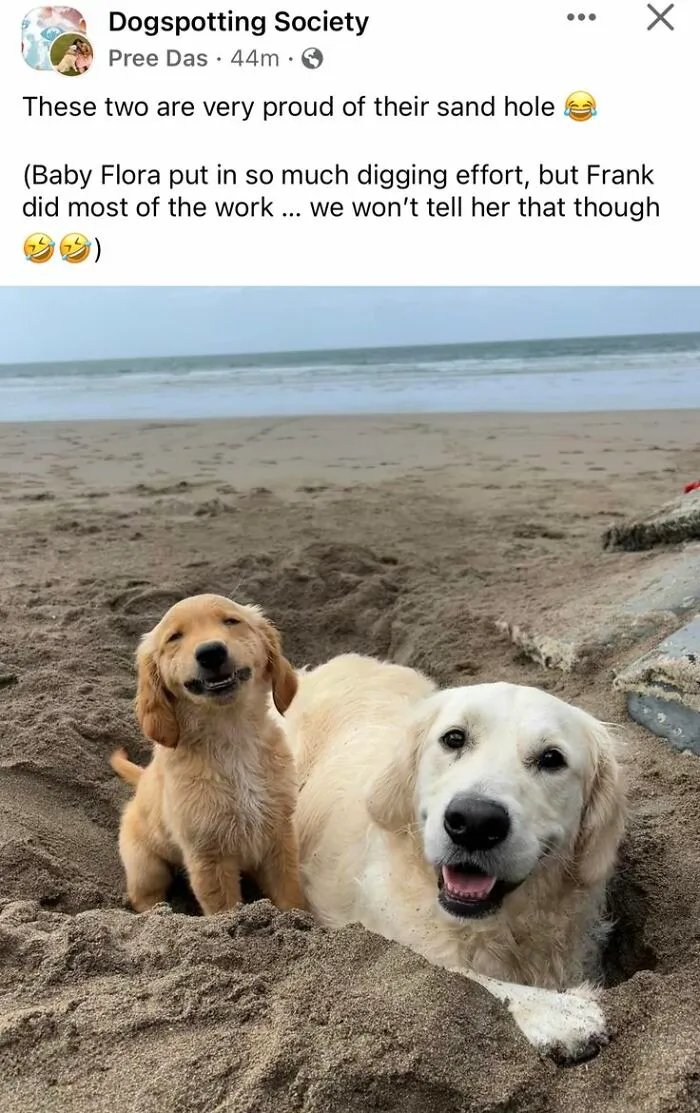 People Are Sharing Their Cute Dog Pics And The Internet Thanks Them For These 78 Snaps
