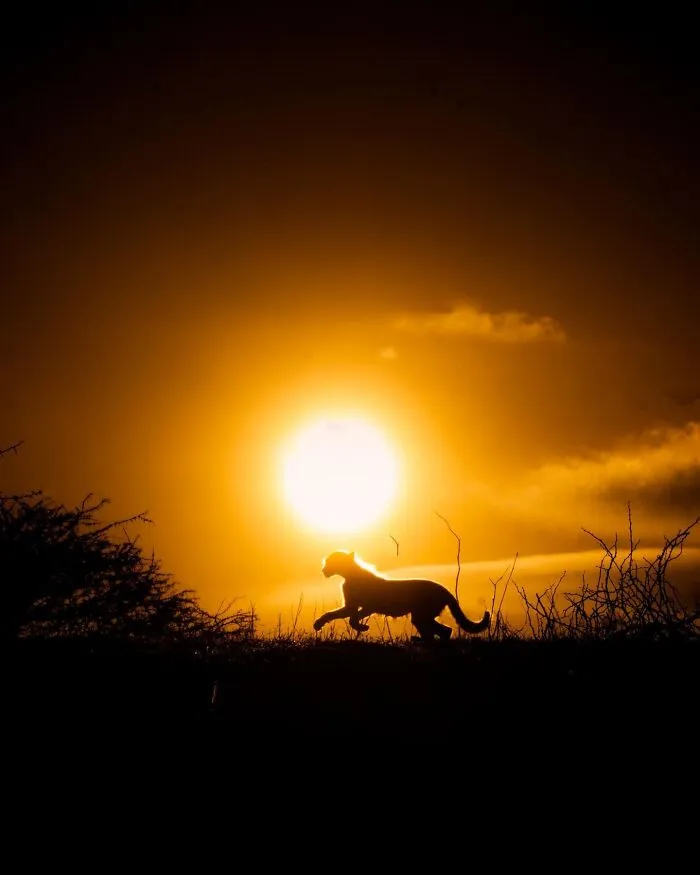This Photographer Captured 30 Breathtaking Animal Silhouettes At Golden Hour