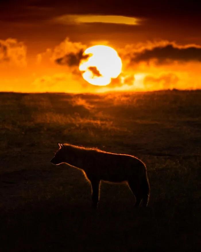 This Photographer Captured 30 Breathtaking Animal Silhouettes At Golden Hour
