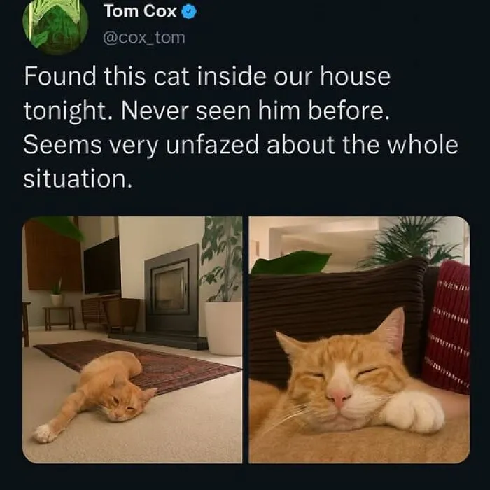 84 Pics That Prove Cats Are Little Jerks You Just Can’t Be Mad At