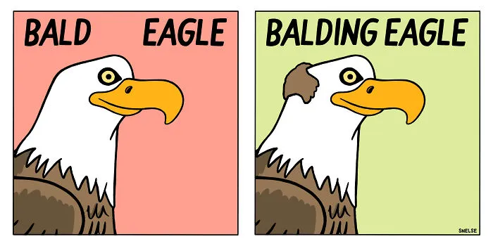 Funny illustration and comic showing a bald eagle versus a balding eagle by an artist to make people chuckle.