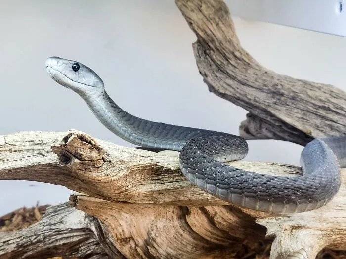 Black Mamba