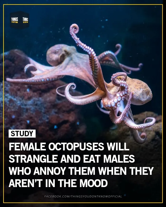Female octopuses strangling and eating males is a compelling fact for interesting dinner party conversation starters.