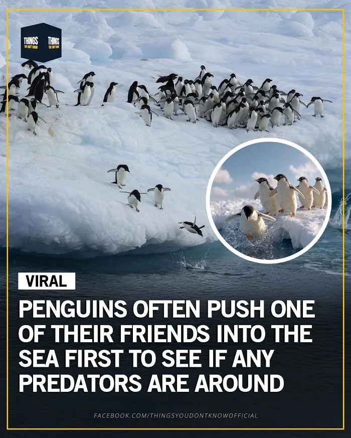 A group of penguins on ice demonstrating a behavior that makes great conversation starters at a dinner party.