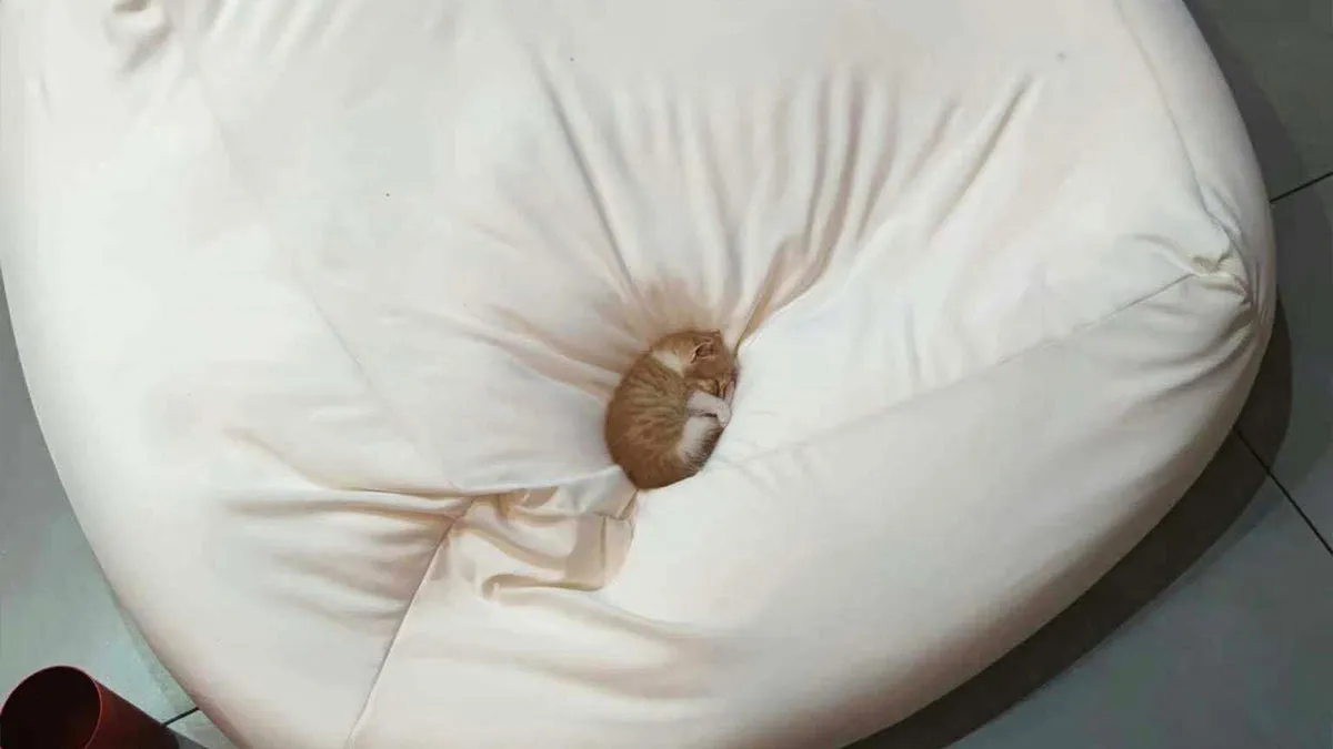 50 Tiny Cats In Big Rooms Looking Way Too Precious For This World
