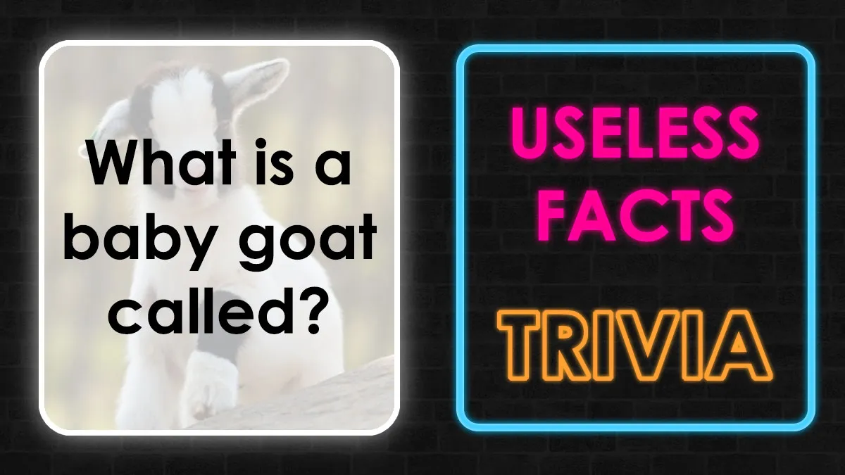 This 30-Question Useless Facts Challenge Will Reveal How Weirdly Smart You Really Are