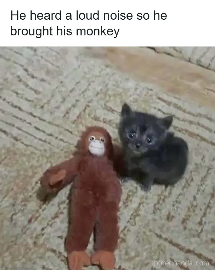 50 Hilarious Memes That Instantly Lift The Mood