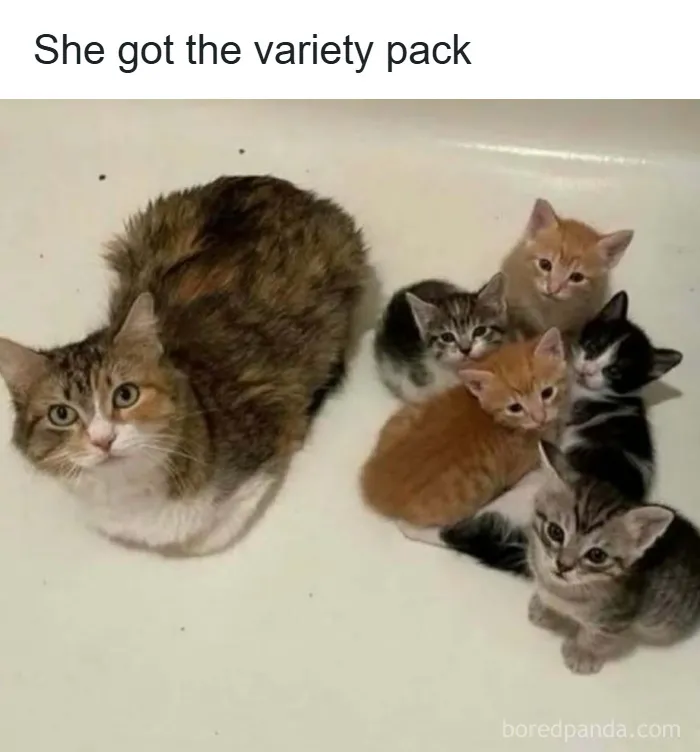 If You’re Not In A Festive Mood, These 103 Cute And Funny Animals Might Brighten Your Day